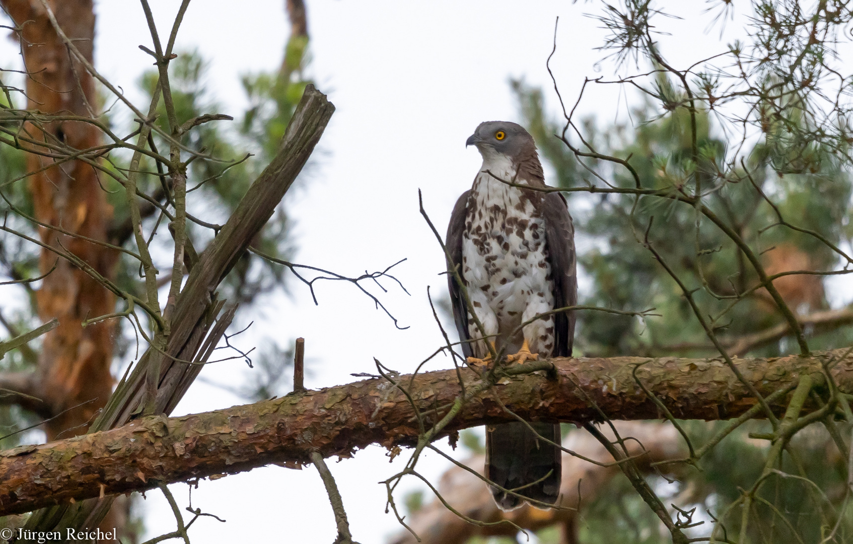 Wespenbussard 