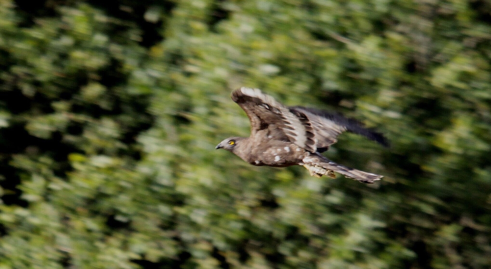 Wespenbussard