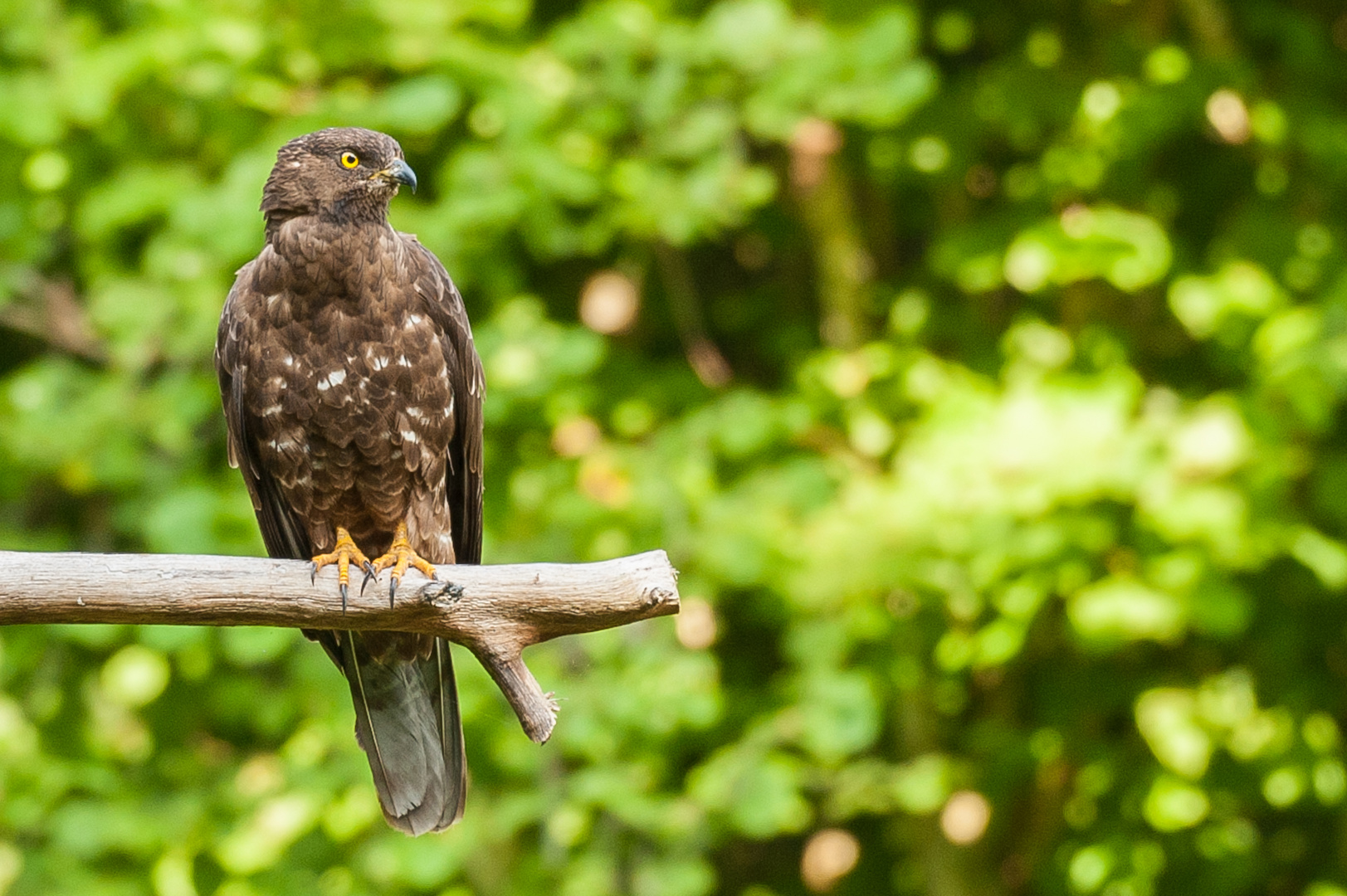 Wespenbussard