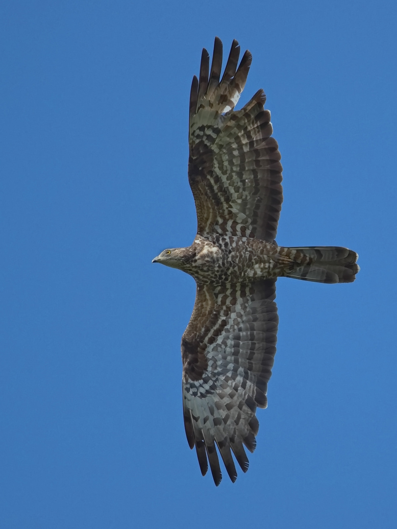 Wespenbussard