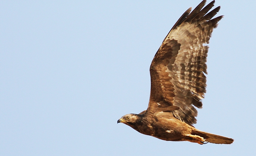 Wespenbussard