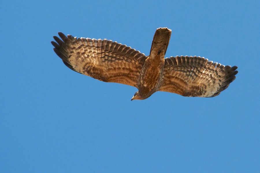 Wespenbussard