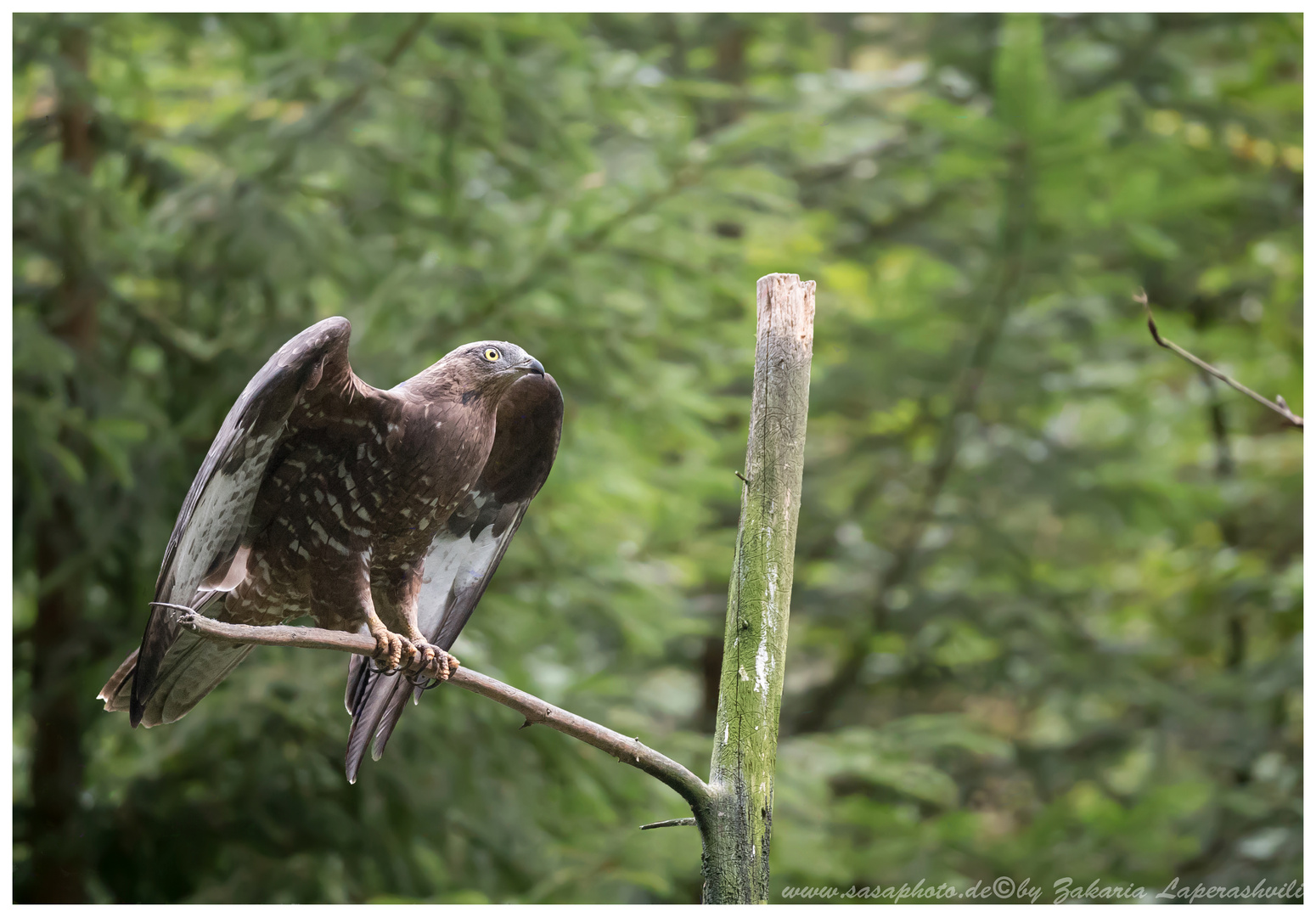 Wespenbussard