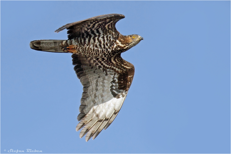 Wespenbussard