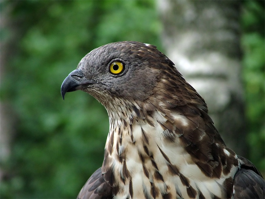 Wespenbussard