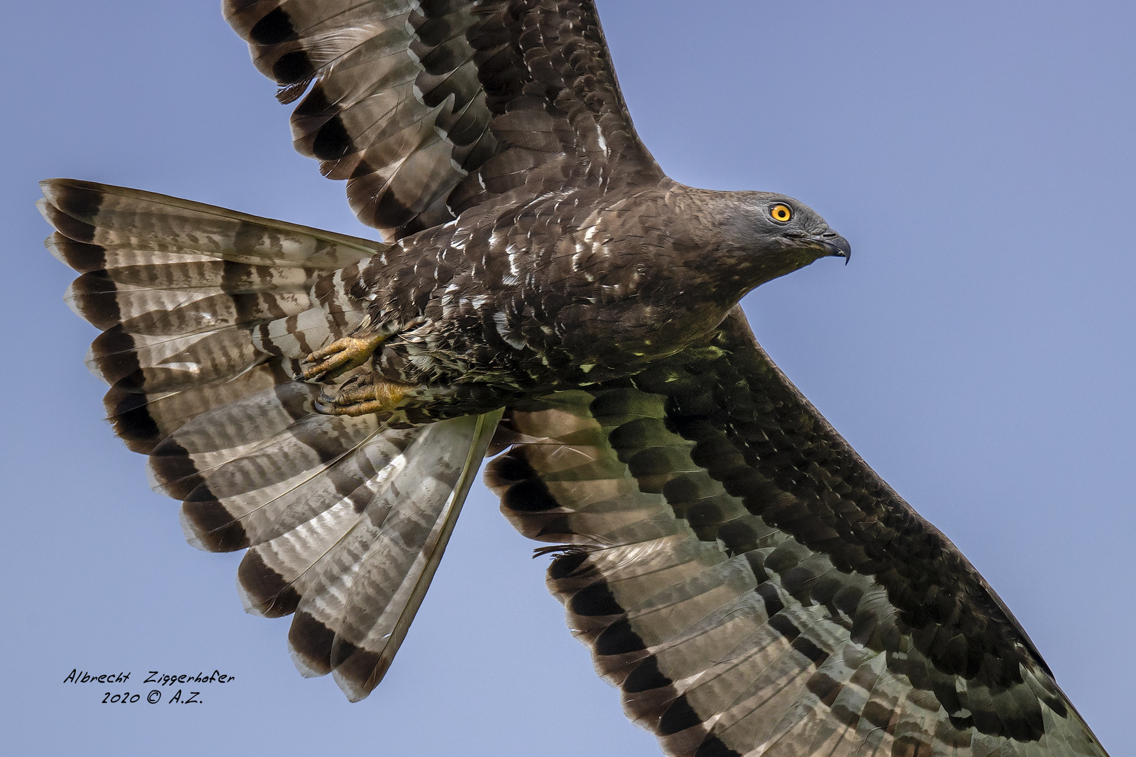 Wespenbussard