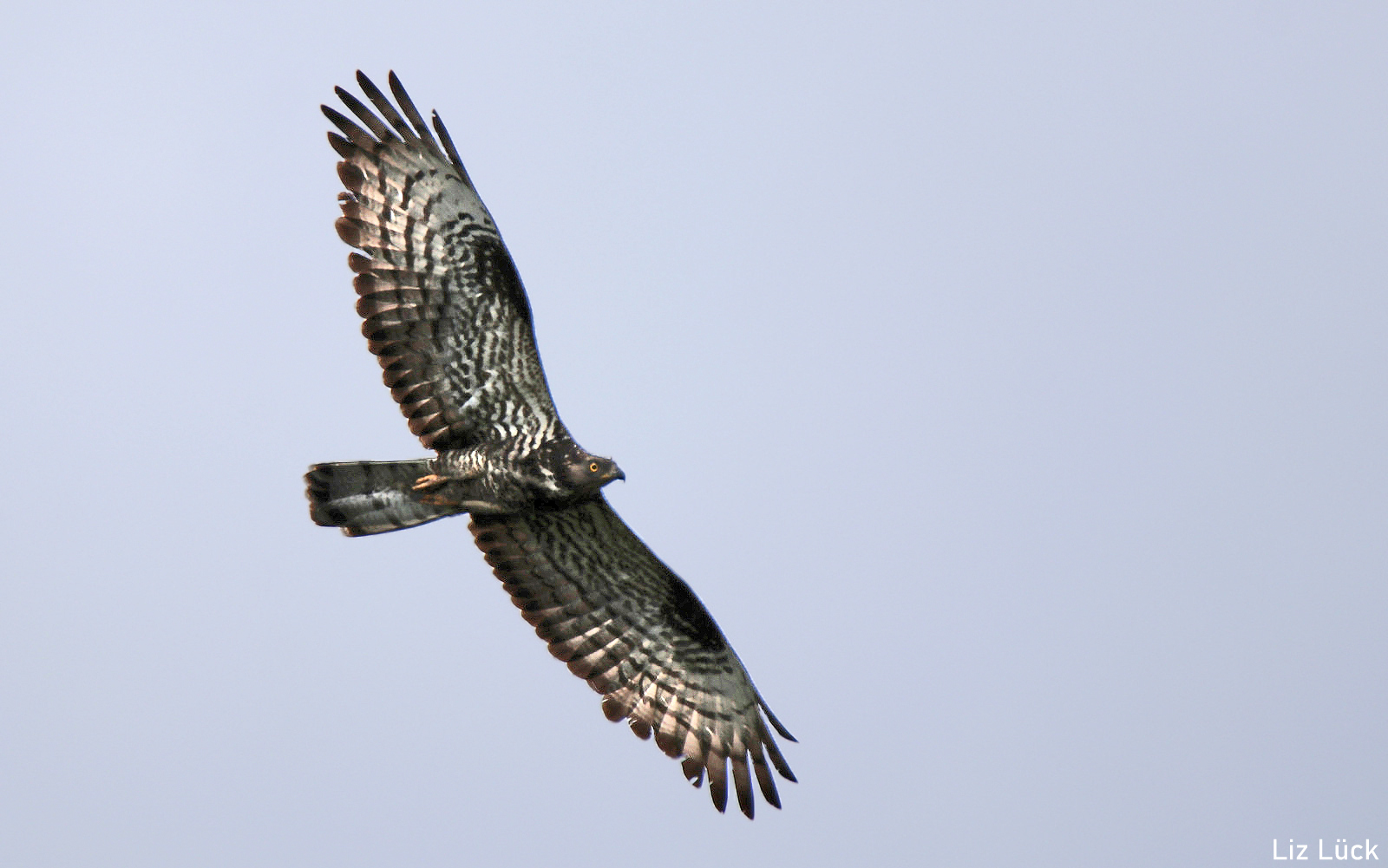 Wespenbussard