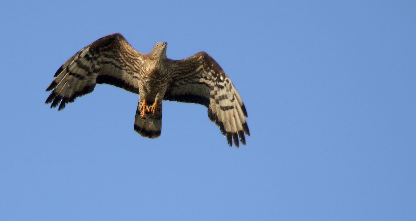 Wespenbussard