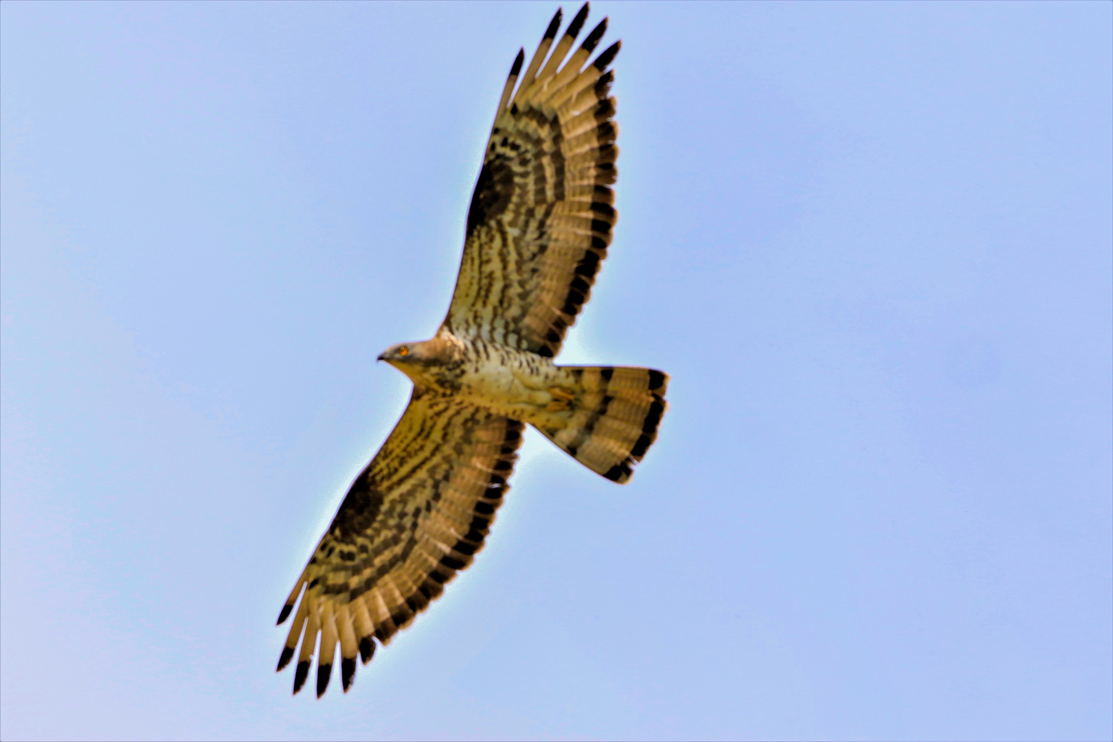 Wespenbussard  alles ging wieder viel zu Schnell 