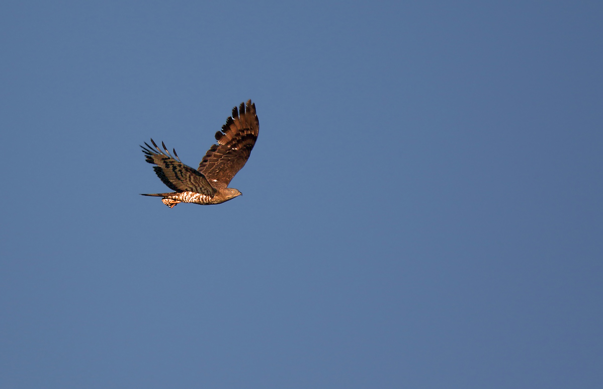 Wespenbussard am Abend