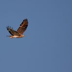 Wespenbussard am Abend