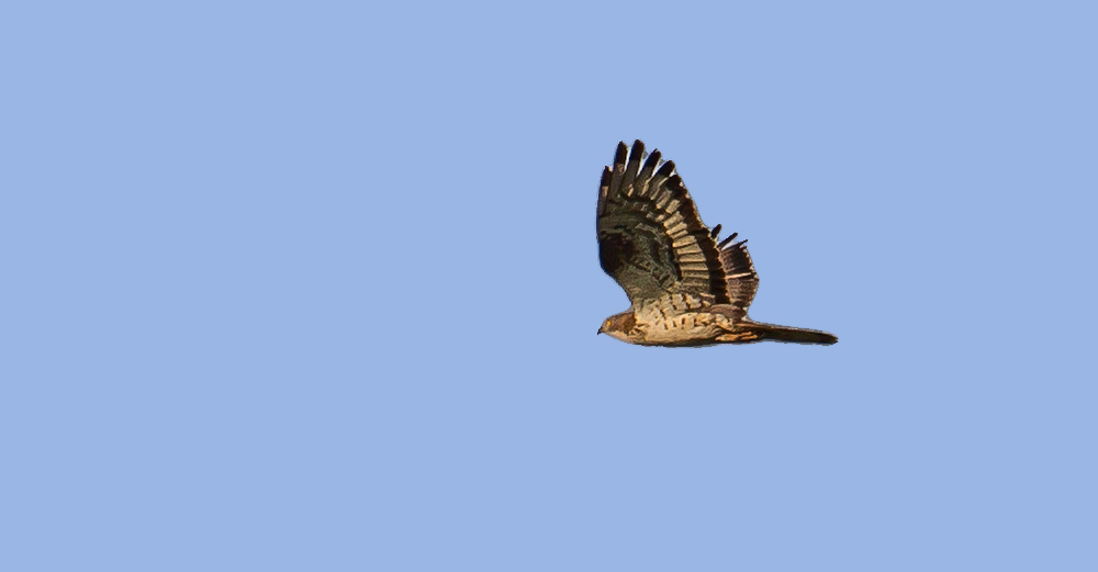 Wespenbussard am Almühlsee/Vogelinsel