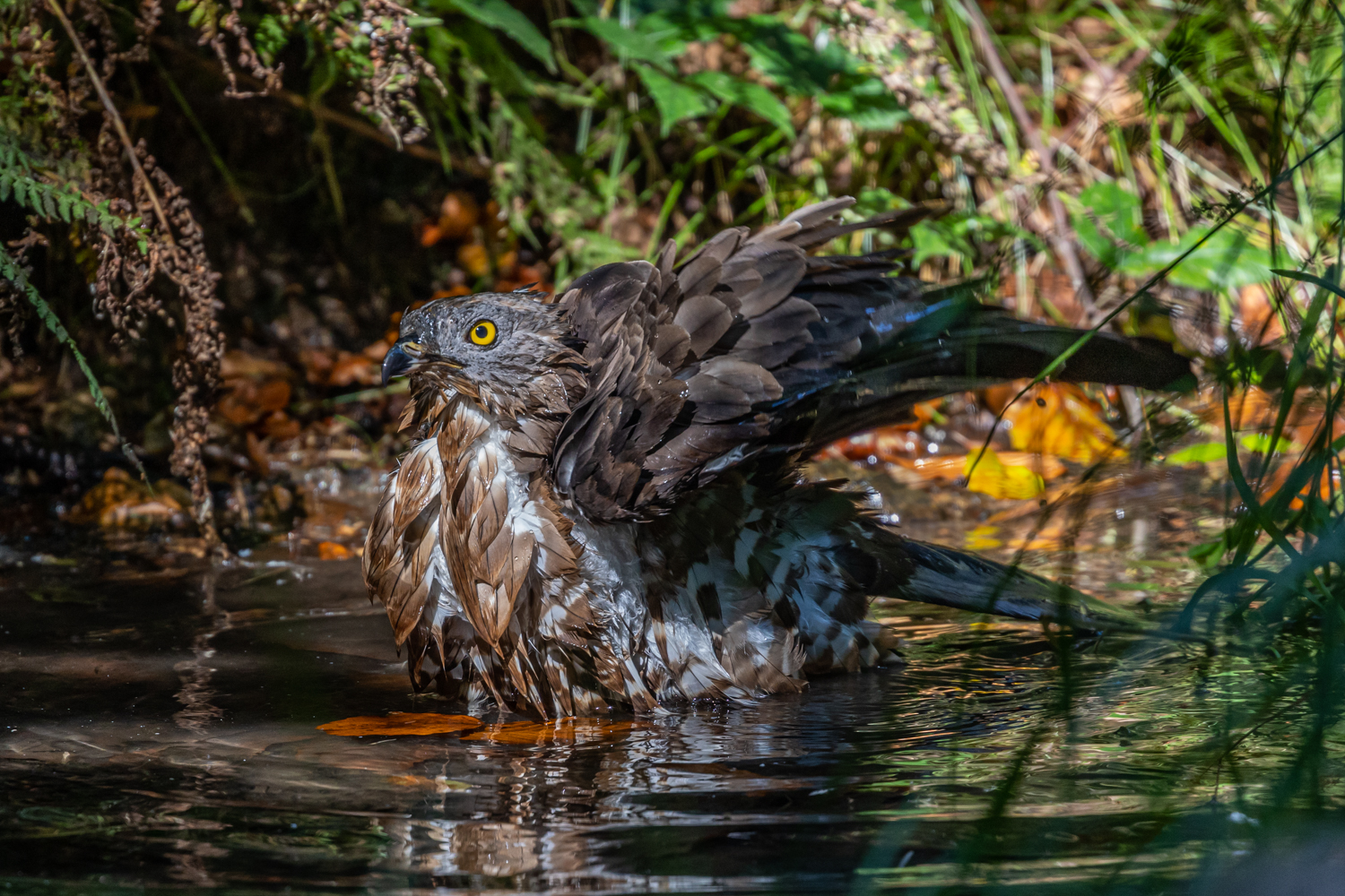 Wespenbussard beim Baden