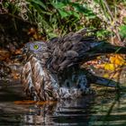 Wespenbussard beim Baden