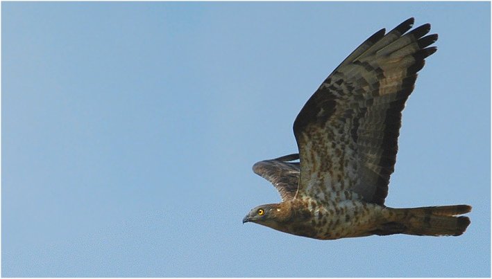 Wespenbussard, Borken-Marbeck