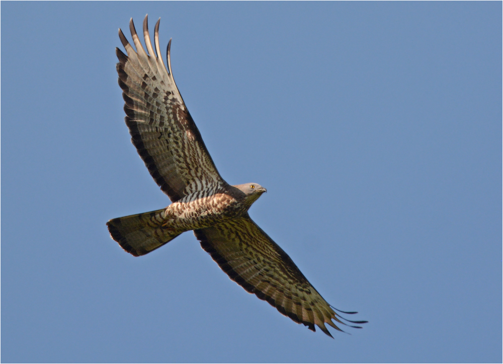 Wespenbussard