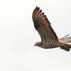 Wespenbussard