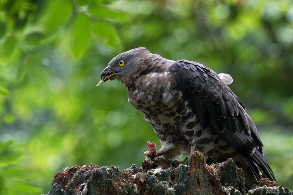 Wespenbussard