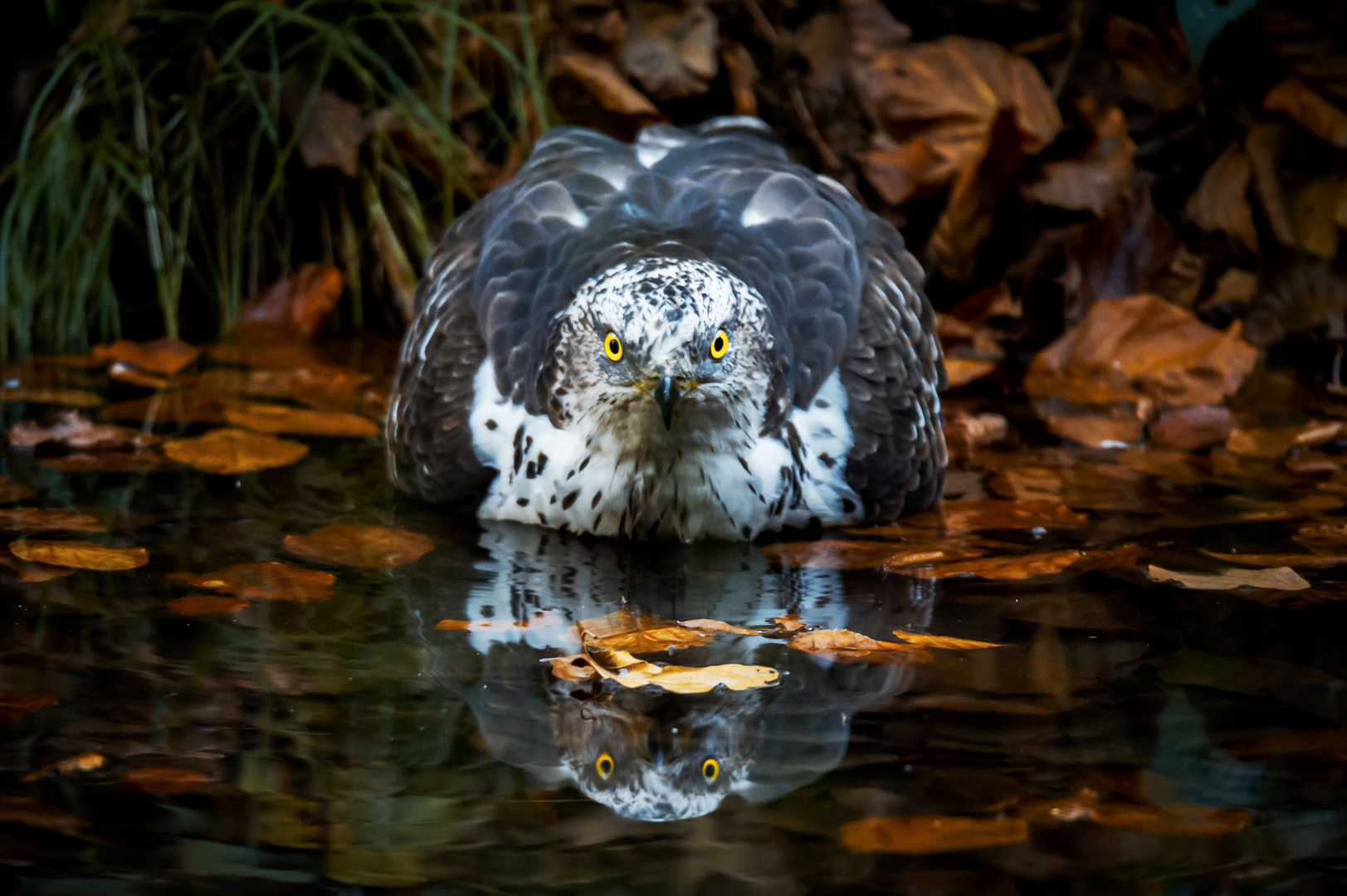 Wespenbussard