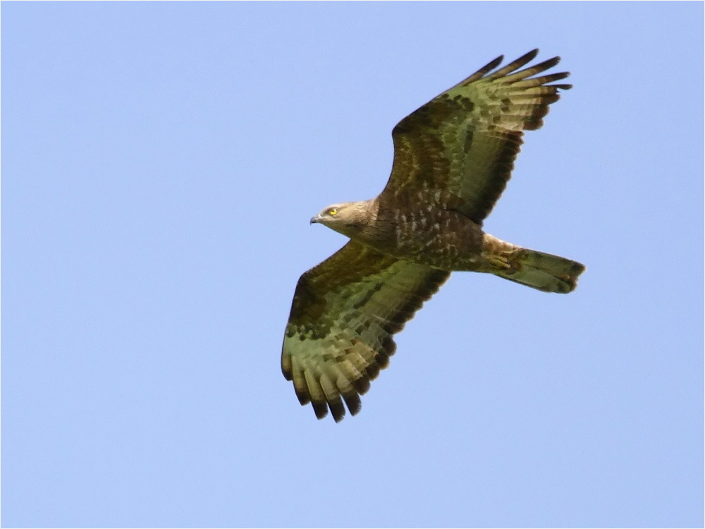 Wespenbussard