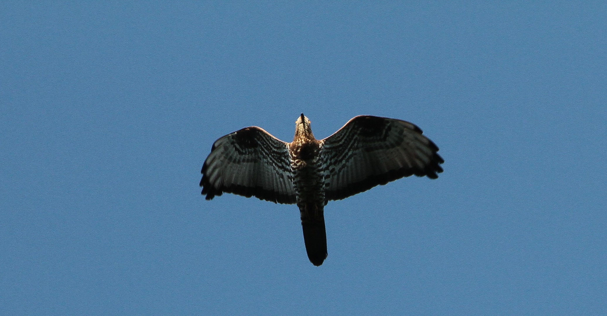 Wespenbussard