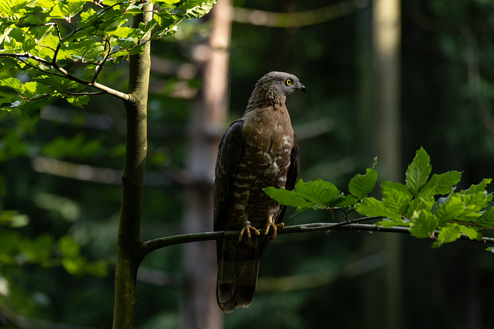 Wespenbussard