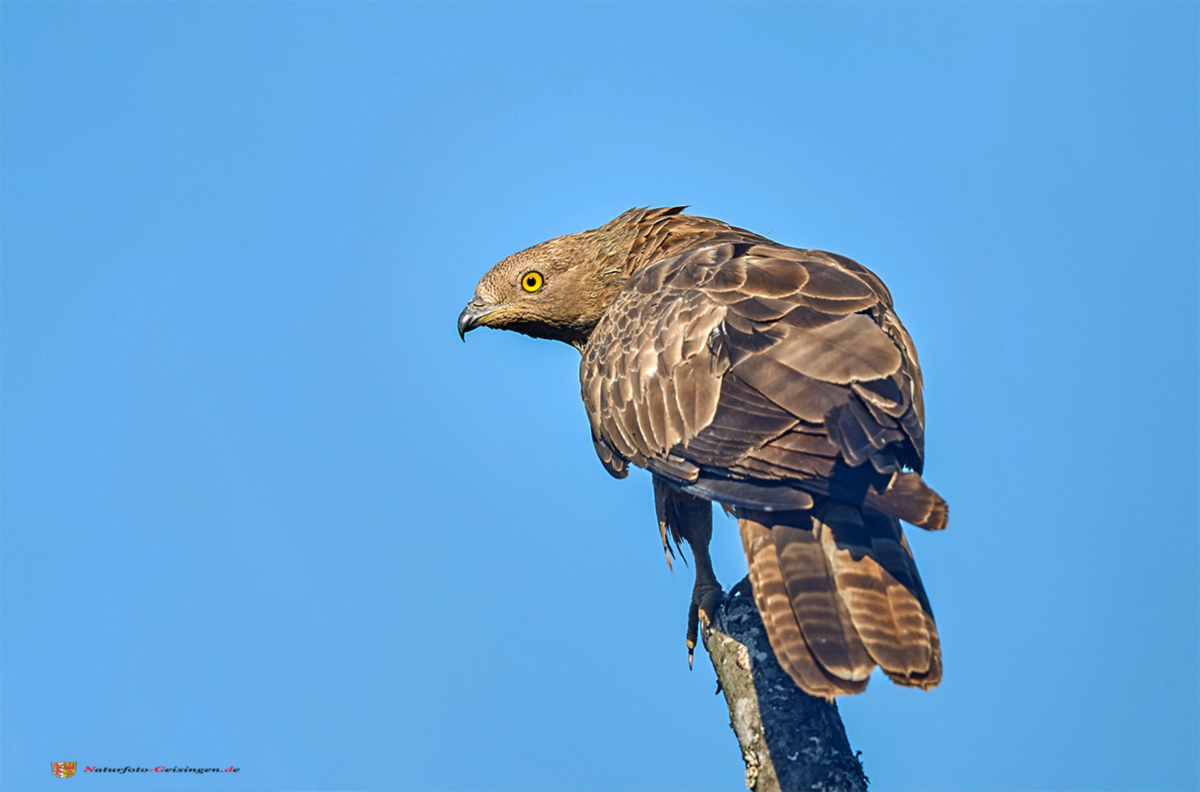 Wespenbussard