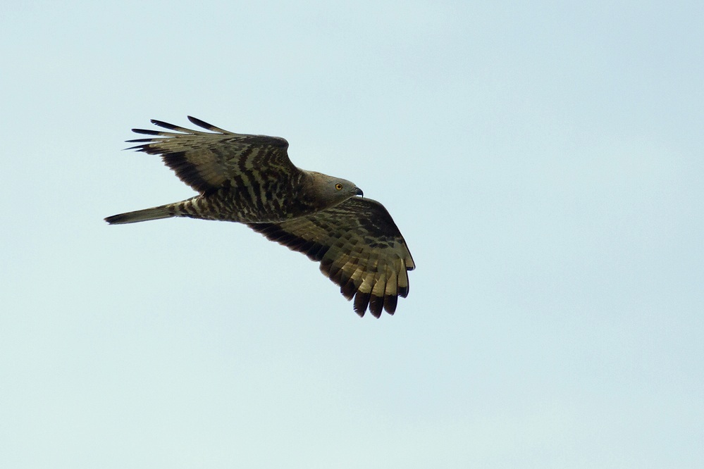 Wespenbussard