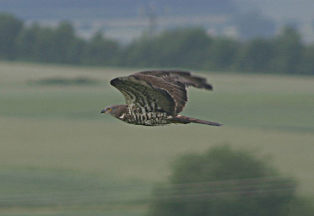 Wespenbussard