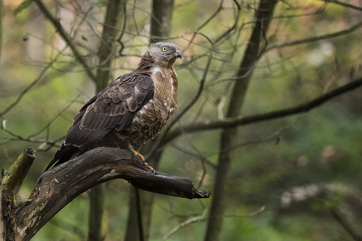 Wespenbussard