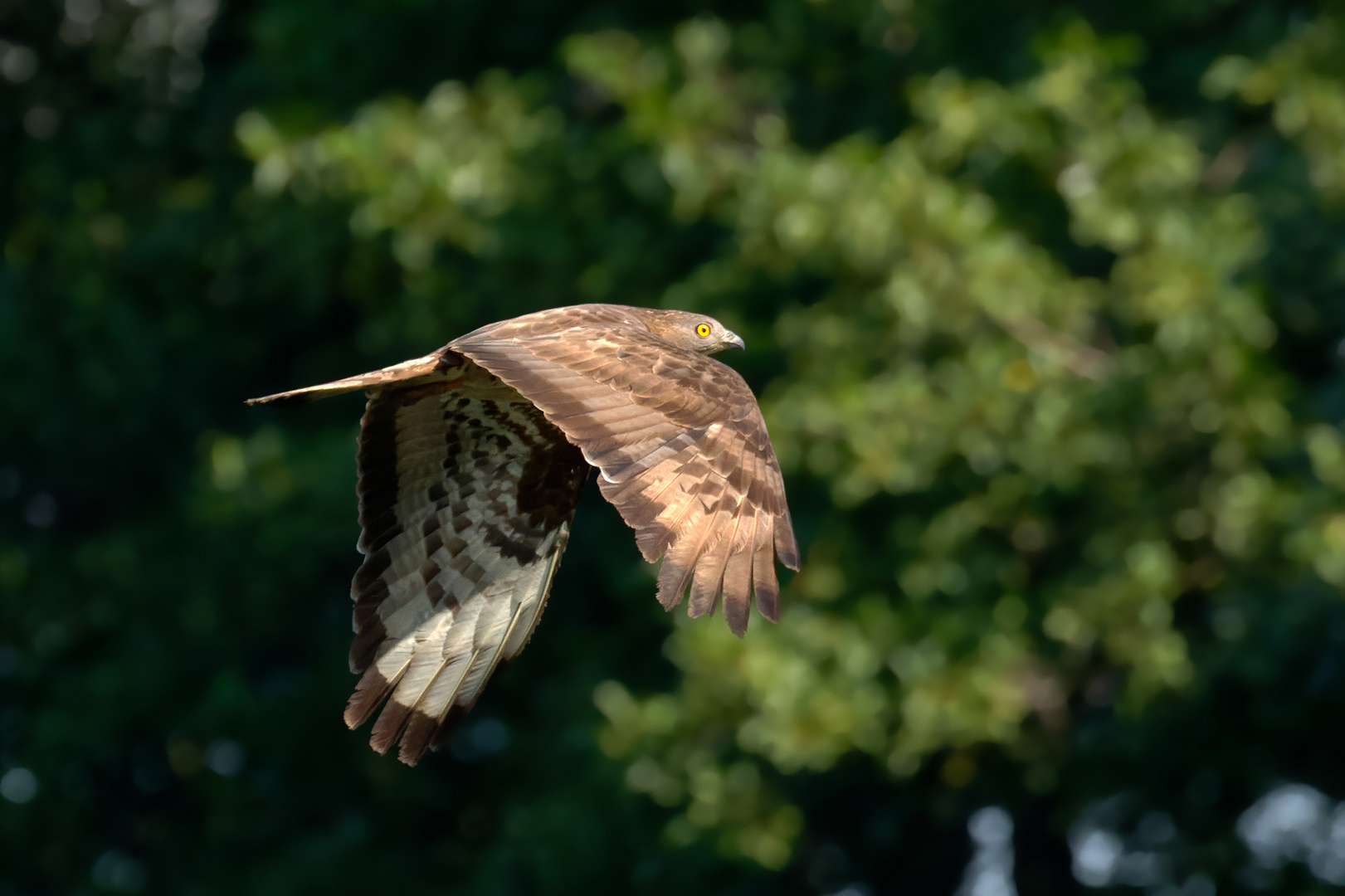 Wespenbussard