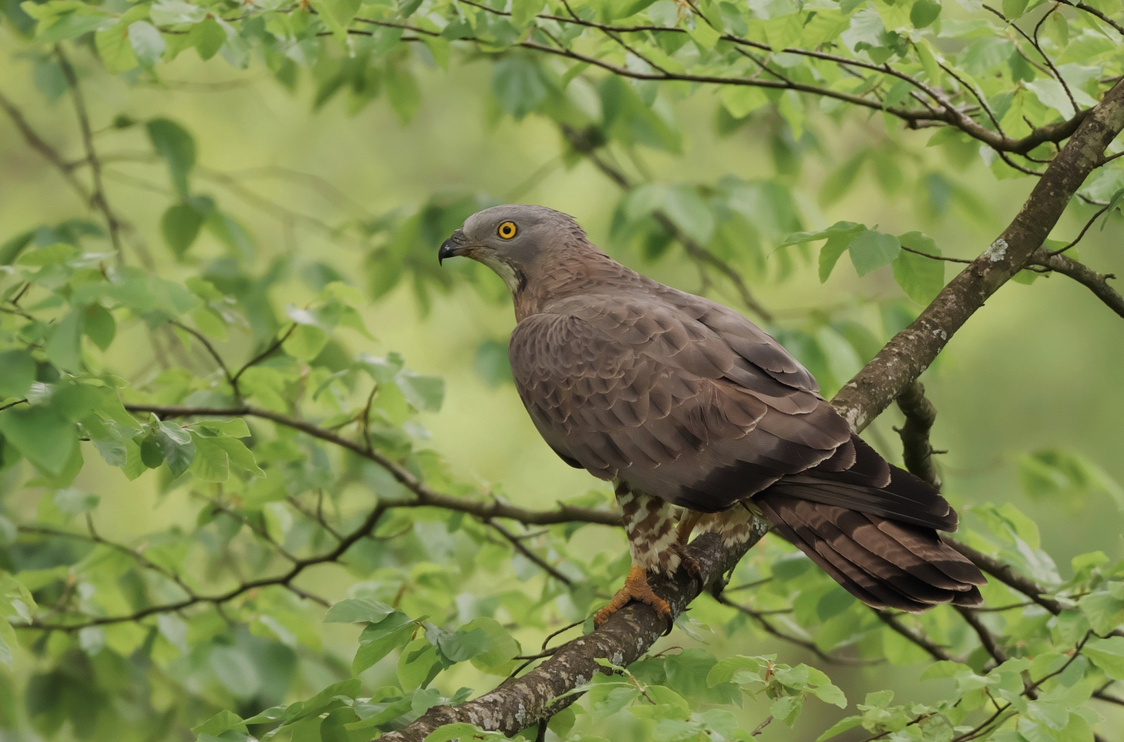 Wespenbussard