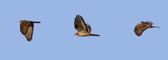 Wespenbussard Flugstudie mit Hintergrund Infos zur Entstehung dieser 3er Kollage