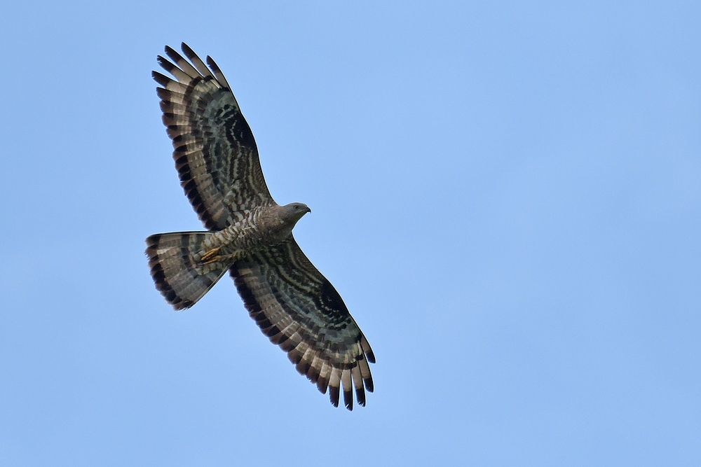 Wespenbussard: Glücksfall einer Neuntöter – Fotografin 01