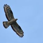 Wespenbussard: Glücksfall einer Neuntöter – Fotografin 01