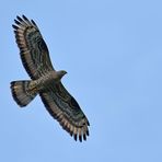 Wespenbussard: Glücksfall einer Neuntöter – Fotografin 01