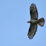 Wespenbussard: Glücksfall einer Neuntöter – Fotografin 02