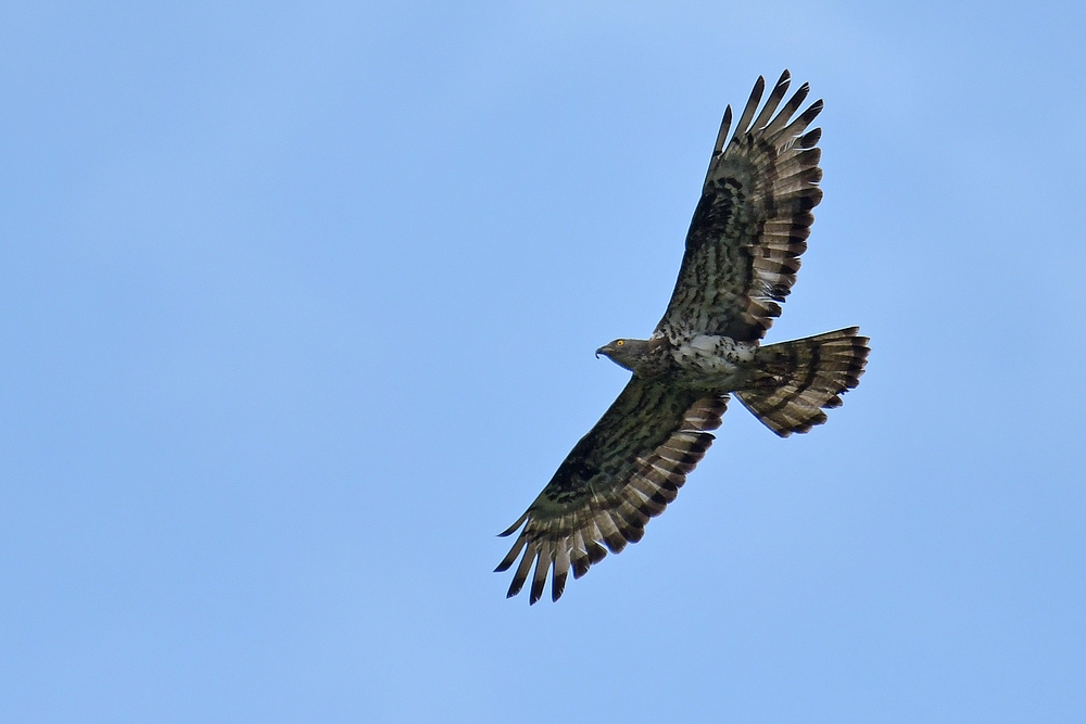 Wespenbussard: Glücksfall einer Neuntöter – Fotografin 03