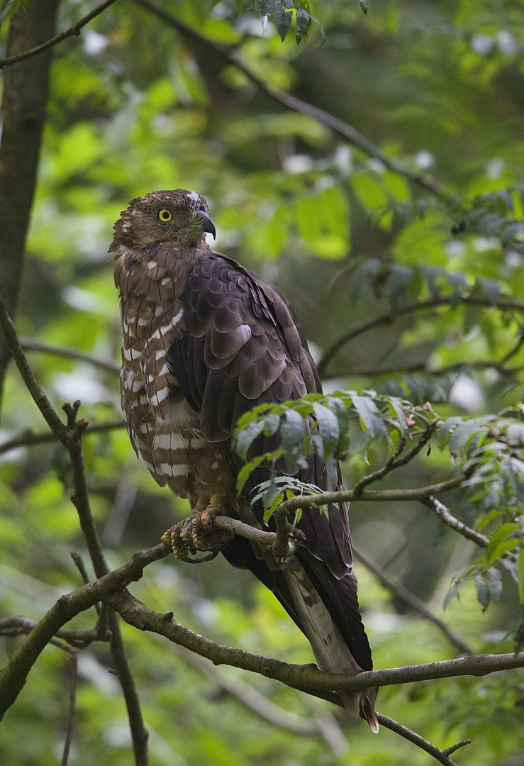 wespenbussard im bay.wald