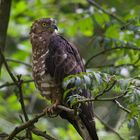 wespenbussard im bay.wald