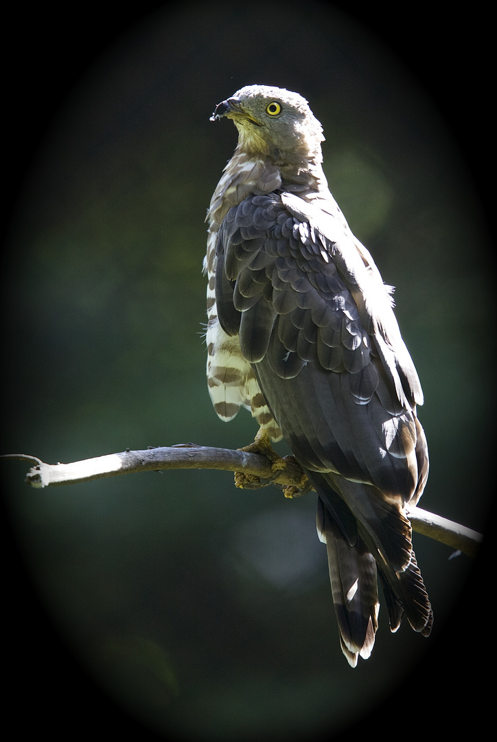 wespenbussard im bay.wald