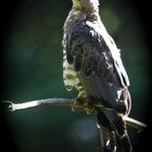 wespenbussard im bay.wald