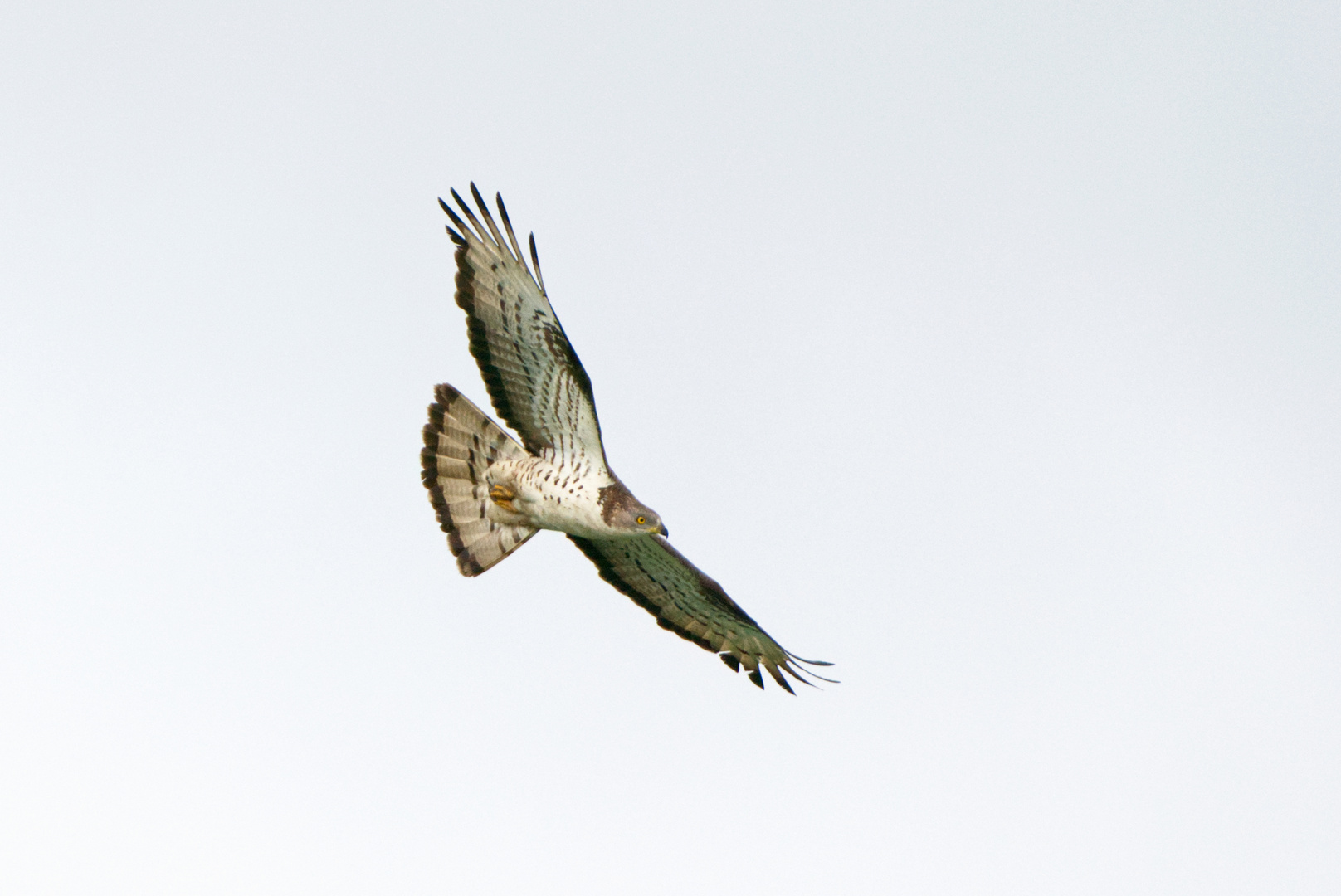 Wespenbussard im Flug