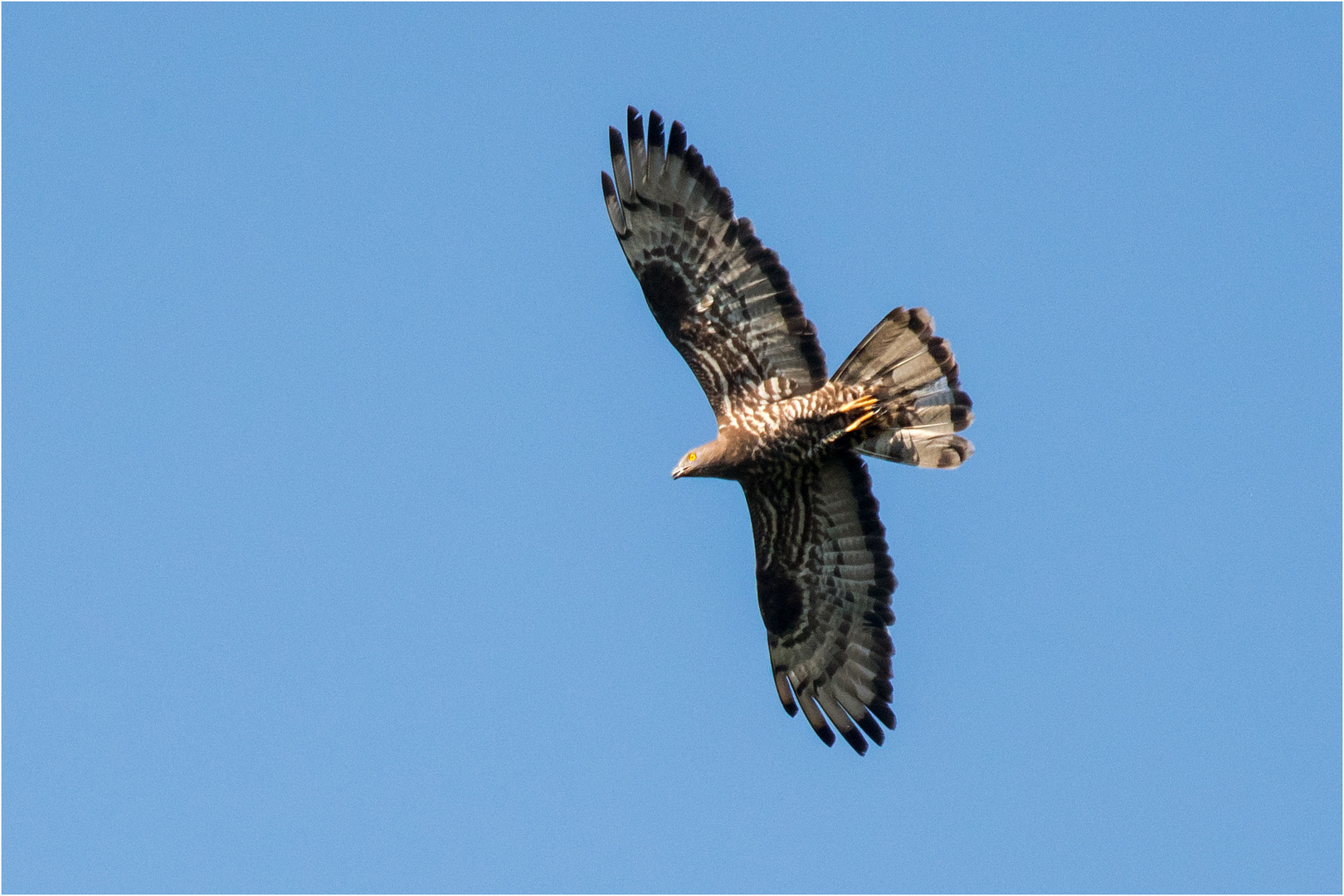 Wespenbussard im Flug