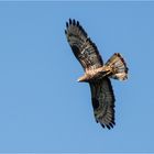 Wespenbussard im Flug