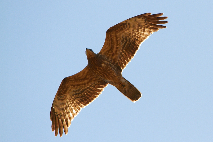 Wespenbussard im Gegenlicht