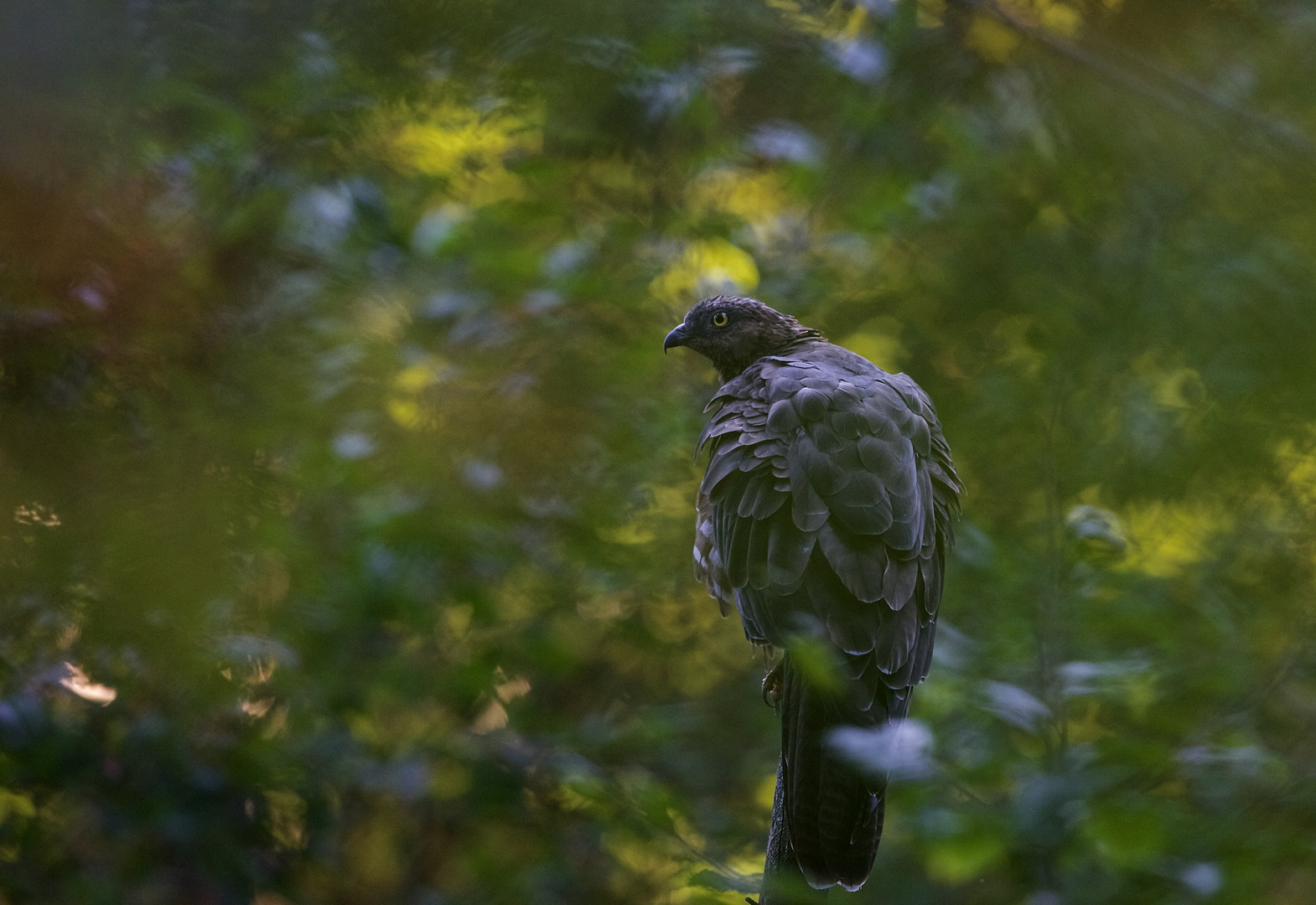 Wespenbussard im Morgenlicht...