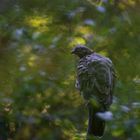 Wespenbussard im Morgenlicht...