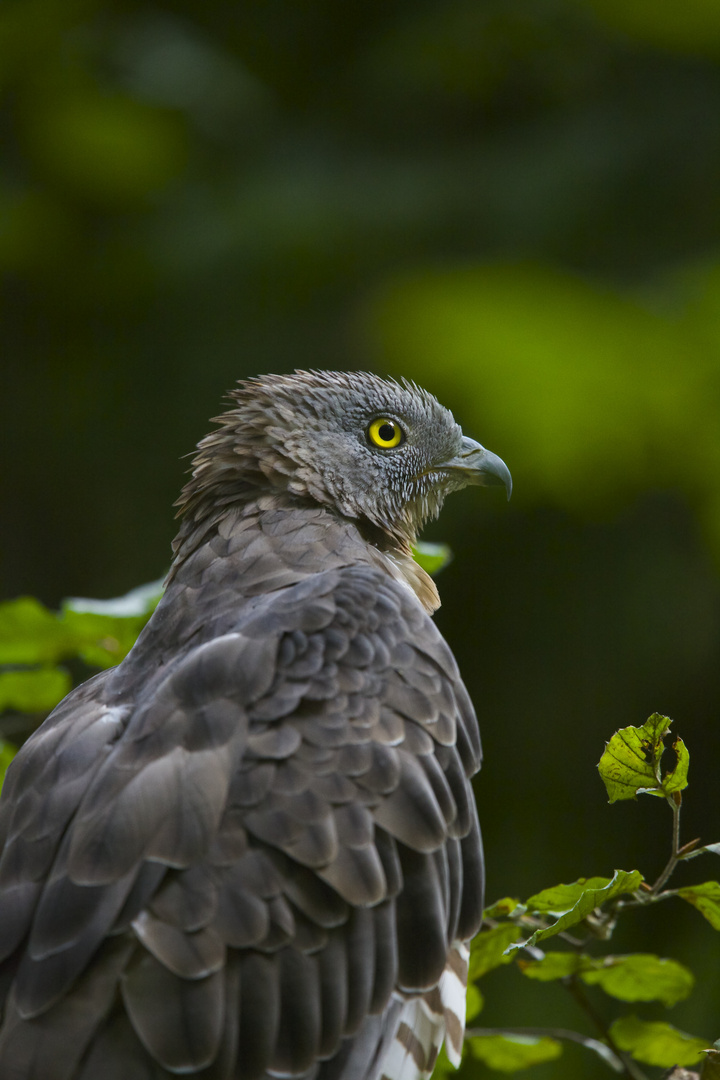 wespenbussard im national park bay.wald