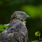 wespenbussard im national park bay.wald